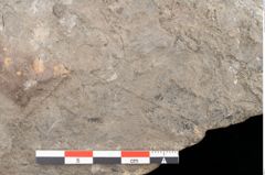 Foto (Detailansicht) von Gleichinites austriacus Ettingshausen (NHMW-GEO-2024-0188-10529)